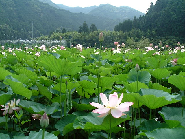 �����̘@�i�n�X�j