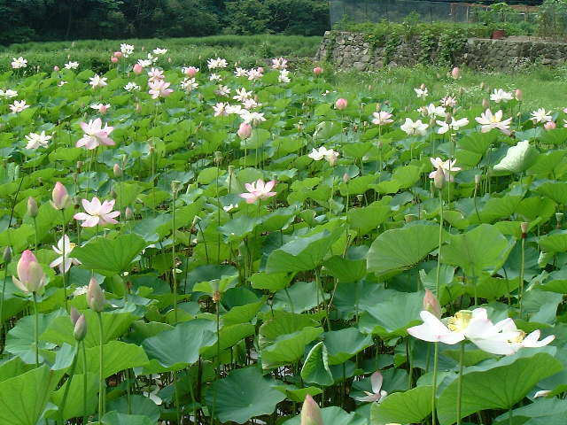 �����̘@�i�n�X�j